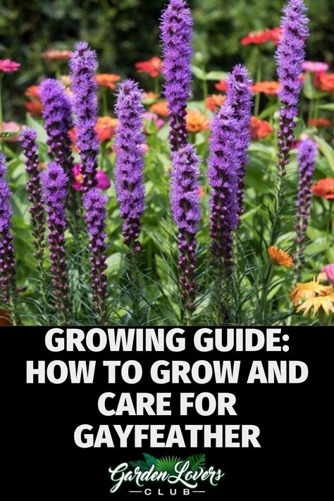 Gayfeather Landscaping, Gayfeather Plant, Growing Lupine From Seed, Flowers Native To Colorado, Northeast Native Plants, Native Plant Garden Northeast Us, Liatris Spicata, Cottage Forest, Stone Garden Paths