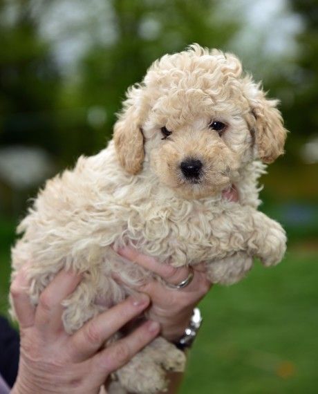 Toy Poodle Puppies For Sale | Ann Arbor, MI Toy Poodle Puppies For Sale Near Me, Toy Puppies For Sale, Toy Poodles For Sale, Toy Poodle Dog, Mini Poodle Puppy, White Toy Poodle, Teacup Poodles, Teacup Poodle Puppies, Teacup Poodle