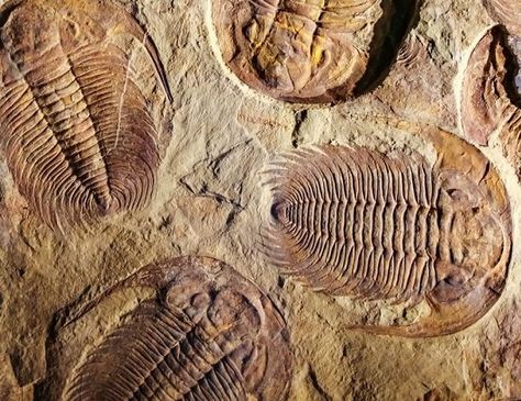 Where To Find Fossils In Ohio (Top 5 Must Visit Locations!) - Rock Seeker Creature Marine, Fossil Hunting, Trilobite Fossil, Arthropods, Crustaceans, Rock Collection, Marine Animals, Rock Hounding, Earth Science