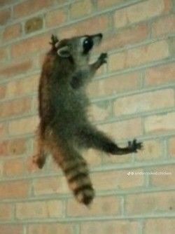 Cursed Raccoon Images, Raccoon Reaction Pic, Ugly Raccoon, Cursed Raccoon, Funny Raccoon Pictures, Scary Raccoon, Unhinged Raccoon, Possum Pfp, Emo Raccoon