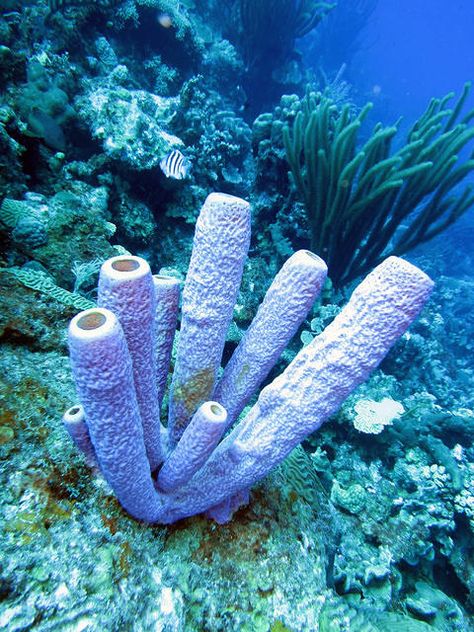 This a branching vase sponge, its circular tubes can reach up to a foot high. Sponges Sea, Ceramic Coral Reefs, Reef Photography, Coral Reef Photography, Marine Invertebrates, Fish Room, Underwater Beauty, Ocean Drawing, Theme Board