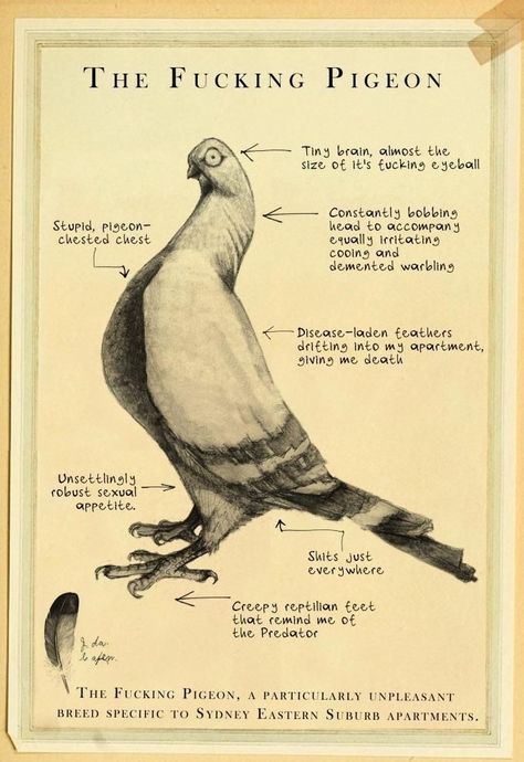 Weird Drawings, The Pigeon, Funny Birds, Big Book, About Art, Body Mods, Bird Art, The Rules, Pigeon