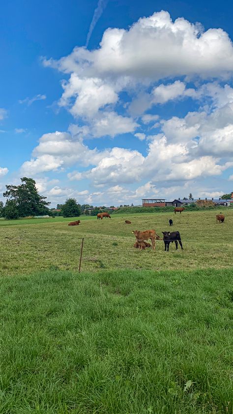 cows and country nature #cows #cow #countryside #countrysideaesthetic #aesthetic #animallovers #nature Cows Aesthetic, Country Side Life, Train Aesthetic, God's Glory, Farm Lifestyle, Painting References, Gods Glory, Country Side, S Aesthetic