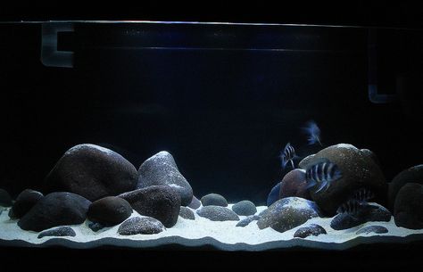 River Rock Aquarium | Cichlid-Forum • type of rock for a tanganyikan setup Rock Aquarium, African Cichlid Aquarium, Goldfish Aquarium, Coral Aquarium, Biotope Aquarium, Cichlid Aquarium, Fish Aquarium Decorations, Aquarium Sand, Fish Tank Themes