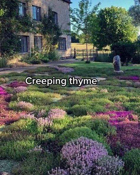 Moss Lawn, Grass Alternative, Creeping Thyme, Lawn Alternatives, Cottage Garden Design, Garden Design Plans, Front Lawn, My Future, Pretty Plants