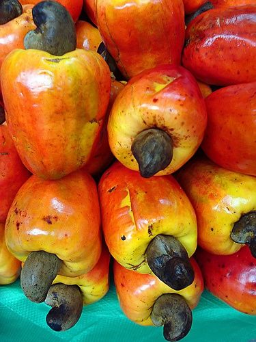 Cajus - Cashew nut on the top of the fruit/ Brazilian Fruit African Fruits, Interesting Fruits, Brazilian Fruit, Panamanian Food, Cashew Apple, Cashew Tree, Nicaraguan Food, Strange Fruit, Fruit Photography