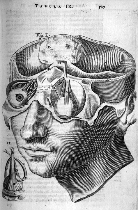 Cerebellum and ocular system in the human. Anatome ex omnium veterum recentiorumque observationibus. Thomas Bartholin, 1673. Medical Drawings, Head Anatomy, Face Anatomy, Human Anatomy Art, Anatomy Sketches, Medical Anatomy, Vintage Medical, Medical Art, Scientific Illustration