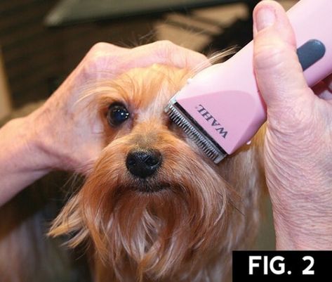 Diy Pet Grooming, Yorkie Puppy Haircuts, Grooming Yorkies, Yorkie Haircut, Yorkshire Terrier Grooming, Yorkie Cuts, Yorkie Hairstyles, Dog Grooming Diy, Yorkie Haircuts