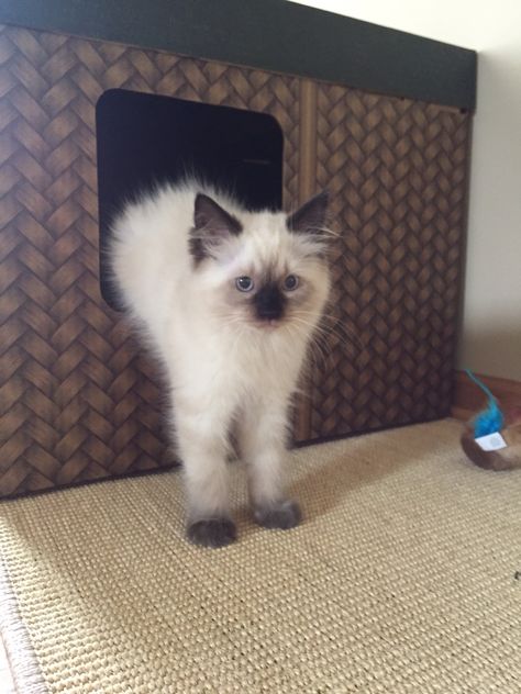 Ragdoll 12 week chocolate seal point Chocolate Point Ragdoll, Ragdoll Kittens, Ragdoll Kitten, Cool Cats, Cute Cats, Kittens, Kitty, Angel, Animals