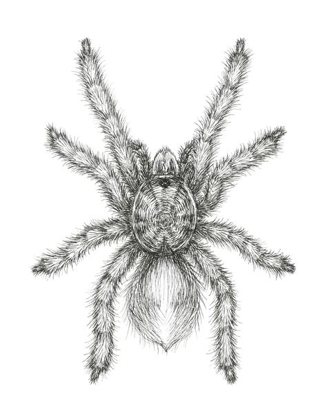 Curlyhair tarantula drawing Tarantula Tattoo Design, Spider Puppet, Tarantula Drawing, Spider Facts, Oracle Art, Entomology Art, Spider Web Tattoo, Web Tattoo, Bug Tattoo