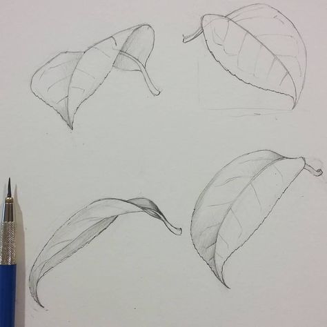 Lucy T  Smith on Instagram: “Demonstrating for my Botanical illustration beginners students, leaves from all angles.  This time I have students from the UK, Russia,…” Drawing Leaves Pencil, Flower And Leaf Design, Leaf Reference Photo, How To Draw Leaf, Leaves Sketch Pencil, Leaves Drawing Sketches, Leaf Sketch Pencil, Flower Leaves Drawing, Falling Leaves Drawing