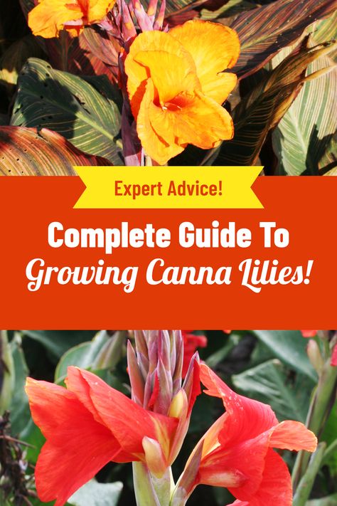 Canna Lily Landscaping, Canna Lily Care, Canna Lily Garden, Canna Plants, Cana Lily, Canna Lilly, Canna Lillies, Canna Bulbs, Florida Gardens