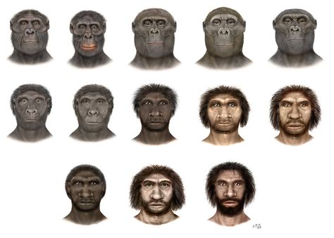 -Australopithecus afarensis  -A. africanus  -Paranthropus aethiopicus  -P.boisei  -P.robustus  -Homo habilis  -H.rudolfensis  -H.ergaster  -H.erectus  -H.heidelbergensis  -H.rhodesiensis  -H.neanderthalensis  -H.sapiens Human Evolution Tree, Physical Anthropology, Biological Anthropology, Homo Habilis, Evolution Of Man, Prehistoric Man, Early Man, Early Humans, Human Evolution