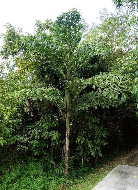 Caryota mitis - Palmpedia - Palm Grower's Guide Caryota Mitis, Traveling Destinations, Tropical Backyard Landscaping, Wooden Bar Table, Hidden House, Tropical Backyard, Landscape Plants, Whiskey Lover Gifts, Black And White Film