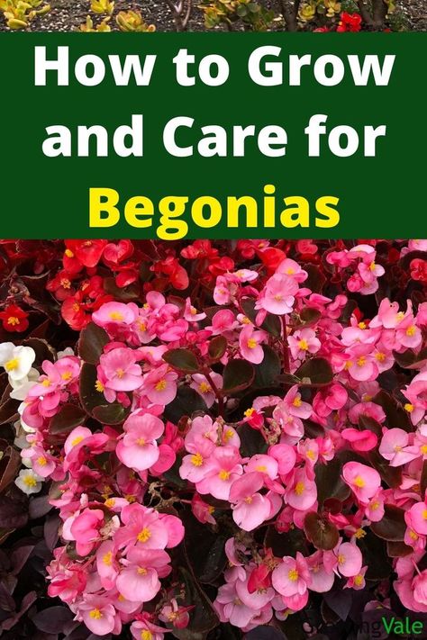 Begonia flower Begonia Flowers, Begonia Plant, Plant Care Houseplant, Greenhouse Plants, Shade Flowers, Inside Plants, Succulent Gardening, Summer Plants, House Plants Indoor