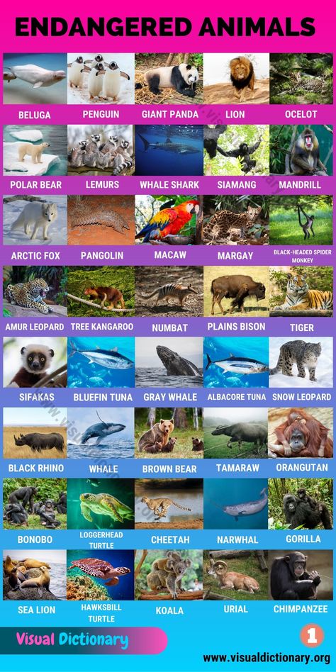 Animals Classification, Endangered Animals Project, Classification Of Animals, Mammals Animals, Animals Around The World, Animals Name In English, Animal Infographic, Animal Classification, Animal Names