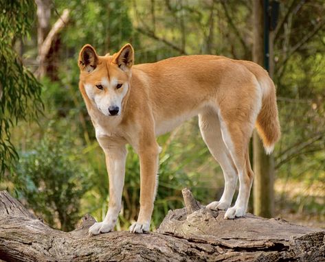 The dingo (Canis familiaris) is a feral dog native to Australia. It’s believed it descended from ancestors living with native Australians. Tf2 Animals, Animal Reference Photos For Artists, Feral Dog, Ethiopian Wolf, Dingo Dog, Police Canine, Impossible Pie, Wild Dog, Australia Animals