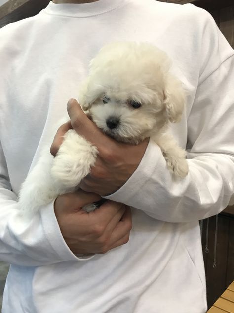 Teacup Bichon Frise, Bichon Puppies, Bichon Puppy, Bichon Frise Puppy, Mini Goldendoodle, Adorable Puppy, Maltese Dogs, Teacup Puppies, Bichon Frise