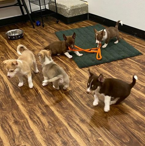 Bark, A Rescue Pub; Restaurant "Serves Up" 100 Cat And Dog Adoptions In First 30 Days Open! Dog Adoption Center, Mouthwatering Food, Pub Restaurant, Pet Organization, Work Plans, Adoption Center, Teacup Puppies, Sweet Dogs, Cat And Dog