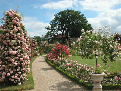 Rose Garden Landscape, Rose Garden Design, Garden Aesthetic, Garden Bulbs, Rose Trees, Green Park, Garden Trees, Garden Cottage, Floral Garden