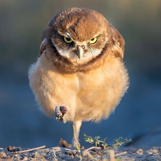 #cuteanimals hashtag on Instagram • Photos and Videos Eyes Photo, Owl Photography, Burrowing Owl, Photos Of Eyes, Owl Pictures, Beautiful Owl, Funny Birds, Owl Lovers, Instagram Baby