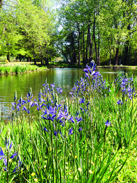 Dense beneficial vegetation around your pond is important for improving water quality and preventing erosion. Plants Around Ponds Landscaping, Property Planning, Backyard Fountain, Lake Landscaping, Retention Pond, Coy Fish, Farm Pond, Building A Pond, Pond Maintenance