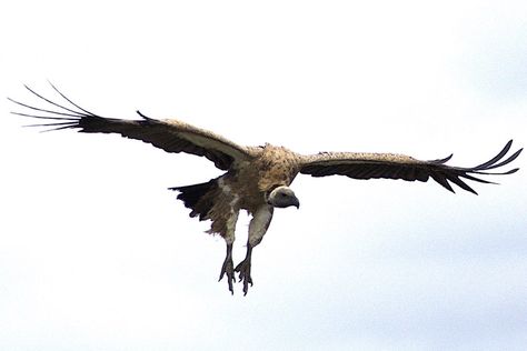 Vulture Flying Flying Vulture, Vulture Flying, Artist Reference, Vulture Culture, Memory Board, Buzzard, Inspiration Photos, Artistic Inspiration, Ap Art