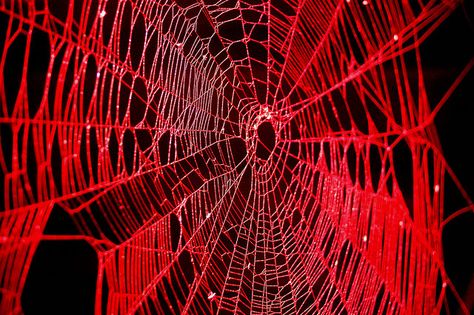 Spider and Spider Web Project 085 by Puma Ghostwalker, via Flickr Web Aesthetic Spider, Spider Astetic, Scarlet Spider Aesthetic, Wydowna Spider Icon, Black Widow Aesthetic Spider, Webs Aesthetic, Red Spider Aesthetic, Black Widow Spider Aesthetic, Spiders Aesthetic