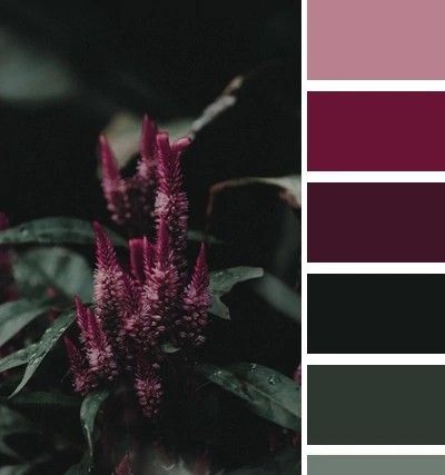 Dark Wedding Colour Palettes, Color Scheme With Burgundy, Dark Boho Wedding Bridesmaid Dresses, Colors That Compliment Forest Green, Feminine Bedroom Ideas Colour Schemes, Wedding Ideas Dark Color Schemes, Jeweled Color Palette, Dusk Color Palette Wedding, Fall Dark Wedding Color Schemes