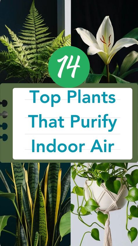 Top 13 Best Indoor Plants to Purify the Air , Nurture a healthier you with these 13 potent indoor plants that scrub the air clean and soothe your mind, but which ones work best? Best Air Purifying Plants, Natural Air Purifier, Dracaena Plant, Plant Benefits, Plant Help, Rubber Plant, Pothos Plant, Best Indoor Plants, Air Purifying Plants