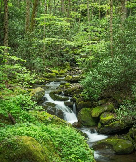 Fahadh Faasil, Pisgah National Forest, The Wilderness, National Forest, The Forest, Beautiful Nature, North Carolina, Places To Go, Forest