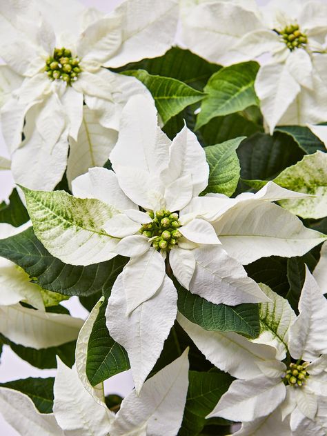 White Poinsettia, Poinsettia Plant, Classic Christmas Decorations, Poinsettia Flower, Home Porch, Minimalist Christmas, Winter Flowers, Christmas Flowers, Christmas Display