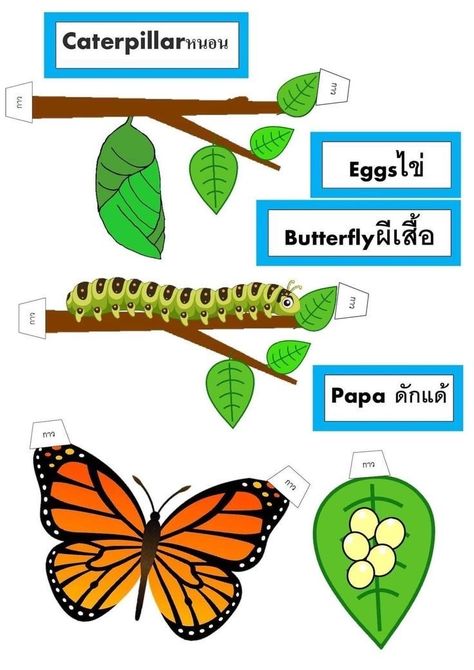 Butterfly Life Cycle Craft, Life Cycle Of A Butterfly, Cycle Of A Butterfly, Life Cycle Craft, Science Experiments For Preschoolers, Diy Crafts For Girls, Butterfly Life Cycle, Science Projects For Kids, Science Activities For Kids