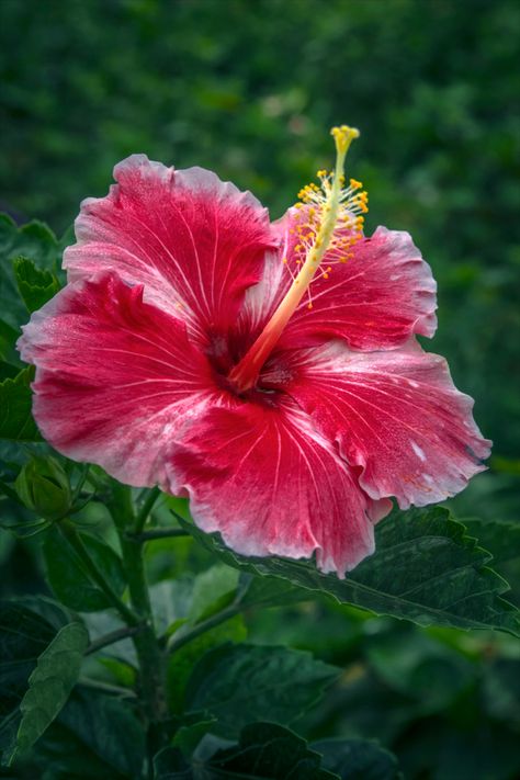 Images Of Beautiful Flowers, Highbiscus Flowers, Hubiskis Flower, Habisquis Flower, Hisbusic Flower, Exotic Flowers Tropical, Island Plants, Flowers Of Hawaii, Aloha Flower