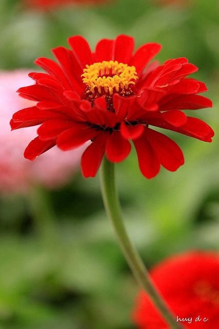 Red zinnia:  Full sun. Blooms in summer. Attracts butterflies. Red Zinnia, Zinnia Flower, Zinnia Elegans, Zinnia Flowers, Blossom Garden, Flower Names, All Flowers, Exotic Flowers, Red Flower