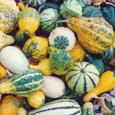 Ornamental Gourds Mix-Small Ornamental Gourds, Harvest Storage, Squash Bugs, Cucumber Beetles, Crop Rotation, Plant Spacing, Seed Company, Gourd Art, Bugs And Insects