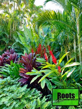 Tropical Landscapes, Tropical Landscape Design, Florida Landscaping, Tropical Garden Design, Tropical Backyard, Landscape Maintenance, Tropical Oasis, Landscaping Supplies, Landscape Services