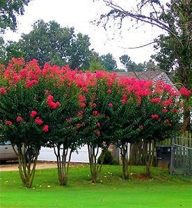 Crepe Myrtle Trees, Myrtle Tree, Privacy Landscaping, Crepe Myrtle, Crape Myrtle, Fast Growing Trees, Garden Cafe, Ornamental Trees, Garden Trees