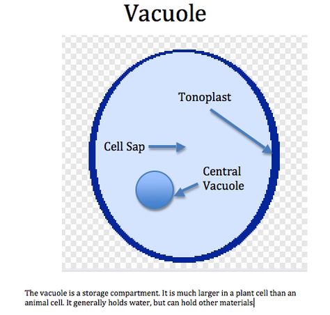 CENTRIOLE, CYTOSKELETON AND VACUOLE « SimpleBiology Vacuoles Diagram, Vacuole Drawing, Cell Analogy, Biology Diagrams, Science Cells, Cell Organelles, Plasma Membrane, Cell Division, Animal Cell