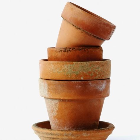 This is a guide about cleaning terra cotta pots. Terra cotta is used to make many flower pots and other outside garden items. Usage and the elements can leave them dirty and stained. Growing Cactus From Seed, How To Grow Cactus, Terra Cotta Pots, Clay Flower Pots, Flower Pots Outdoor, Clay Pot Crafts, Terracotta Planter, Self Watering Planter, Container Gardens