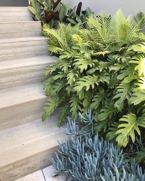 Plant combo made up of Senecio blue chalk sticks, Philodendron Xanadu, Blechnum ferns & Ctenanthe Grey Star. Tattoos Plants, Plants Tattoo, Philodendron Xanadu, Plant Tattoos, Wallpaper Plant, Big Indoor Plants, Plants Wallpaper, Tattoo Plant, Aesthetic Plants