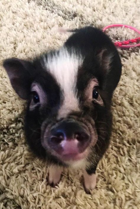 Pet Piglet, Black Pigs, Pig Photo, Spooky Pictures, Pet Pig, Big Pigs, Black Pig, Teacup Pigs