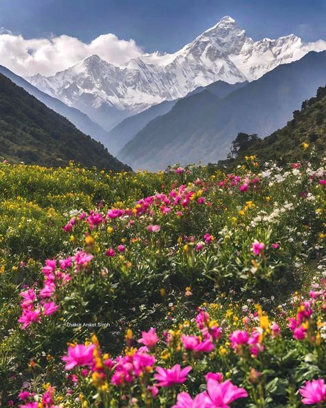 Valley Of Flowers India, Valley Of Flowers Uttarakhand, Nanda Devi, Flower Valley, Flower Species, Enchanting Places, Mountains Flowers, Mountains Aesthetic, Valley Of Flowers