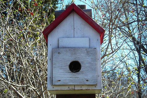 Learn the basics of bird roosting boxes - what features are necessary, positioning a roost box and tips to attract birds with this shelter. #birdhousetips Bird Types, Bird House Plans, What Is A Bird, Bird House Kits, Bird Aviary, Bird Boxes, Winter Bird, How To Attract Birds, Wild Bird