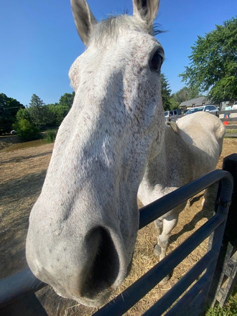 Flea Bitten Gray Horse, Fleabitten Grey Horse, Flea Bitten Horse, Flea Bitten Grey Horse, Grey Horses, Horse Pics, Horse Mane, Dream Farm, Dream Horse