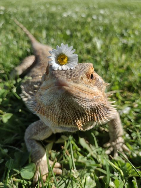 Bearded dragon,she/her,fat/good type of fat🤗🦎🏞️were at the park Bearded Dragon Photoshoot, Aesthetic Bearded Dragon Cage, Lizard Aesthetic, Bearded Dragon Aesthetic, Pretty Reptiles, Kawaii Creatures, Aesthetic Lizard, Bearded Dragon Photography, Fancy Bearded Dragon