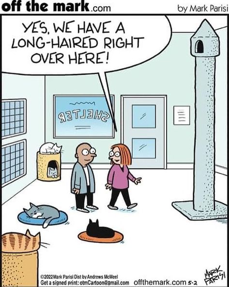 Mark Parisi on Instagram: “A tall tail . . #cats #rapunzel #humor #funny #cat #offthemark #pet #offthemarkcartoons #offthemarkcomic #catsofinstagram #fairytales #pets…” Mark Parisi, Off The Mark, Humor Funny, Cartoon Tv, Music Tv, Comic Strip, Funny Cat, Rapunzel, Cats Of Instagram