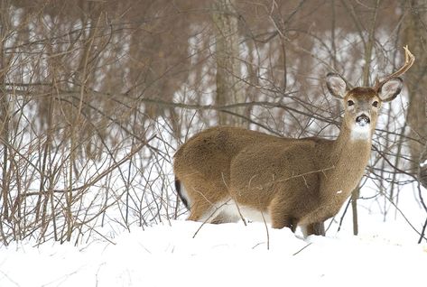 Finding Shed Antlers: Top 3 Locations Dear Antlers, Topography Map, Shed Antlers, Travel Route, Open Field, Hunting Season, A Deer, Aerial Photo, Deer Antlers