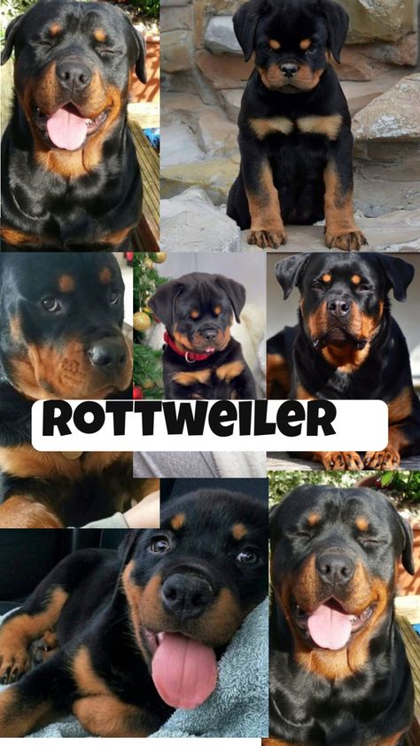 Rottweiler Wallpaper, Cute Home Screen, Cute Home Screen Wallpaper, Cutee Animals, Cute Home Screens, Home Screen Wallpaper, Cute Animal Pics, Really Cute Dogs, Rottweiler Puppies