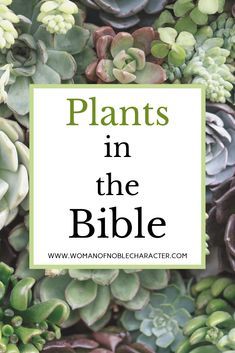 Bible Garden Ideas, Bible Plants, Biblical Plants, Bible Garden, Scripture Bible, Bible Study Topics, Free Bible Study, About Plants, Bible Study Notebook